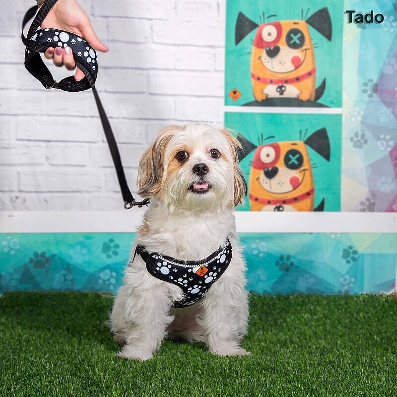 قلاده سینه ای تادو